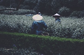 Two people wearing traditional conical hats are working in a lush tea plantation. They are surrounded by rows of dense green foliage, and one is carrying a basket, suggesting they are engaged in harvesting.