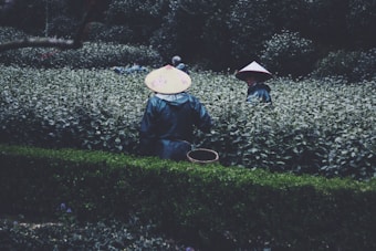 Two people wearing traditional conical hats are working in a lush tea plantation. They are surrounded by rows of dense green foliage, and one is carrying a basket, suggesting they are engaged in harvesting.