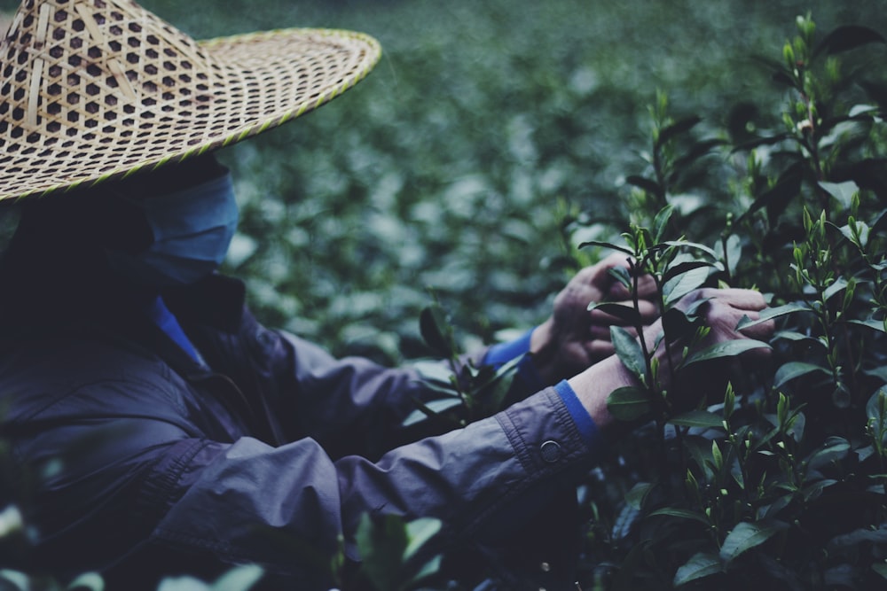 a person in a straw hat picking tea leaves