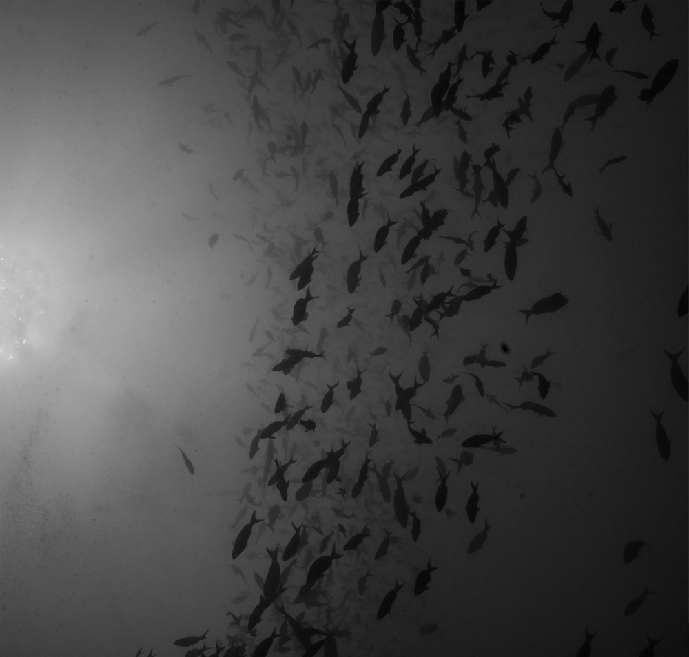 a large flock of fish swimming in the ocean
