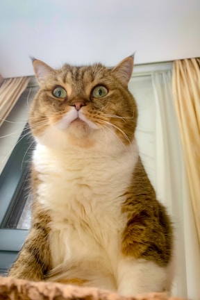 A close-up of Austin, a curious tabby cat with bright green eyes lounging on a sunny windowsill.