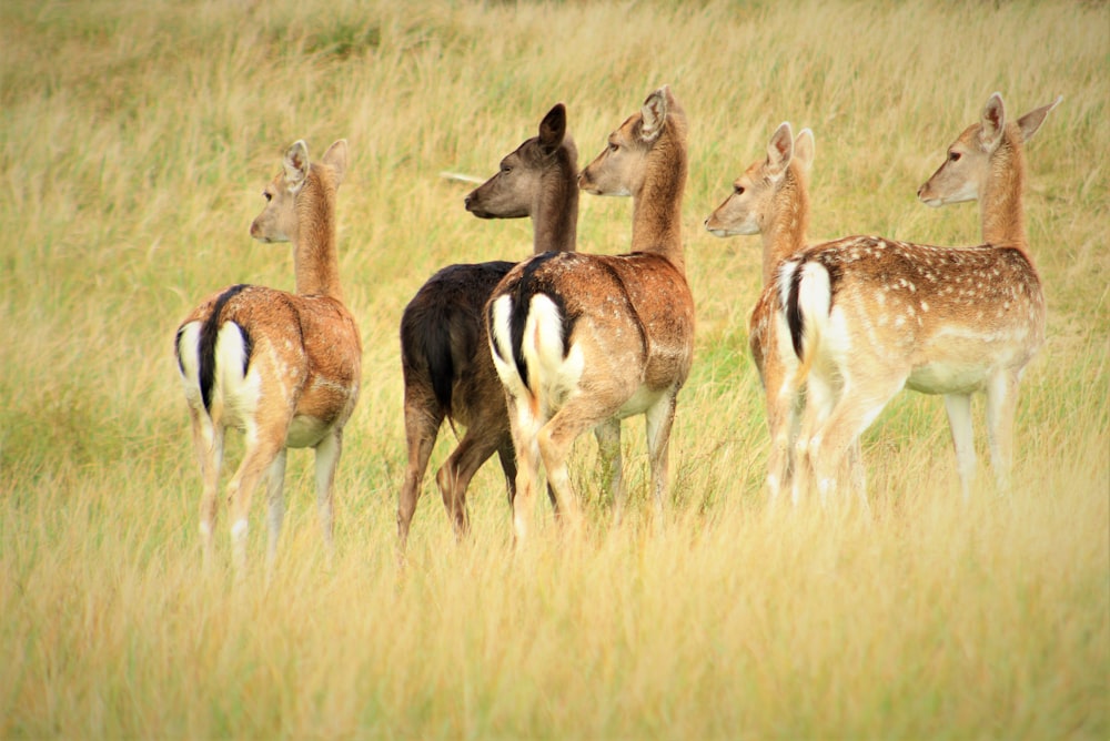 a herd of deer standing on top of a grass covered field