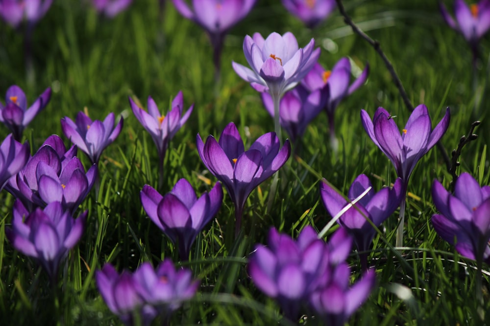 a bunch of purple flowers that are in the grass