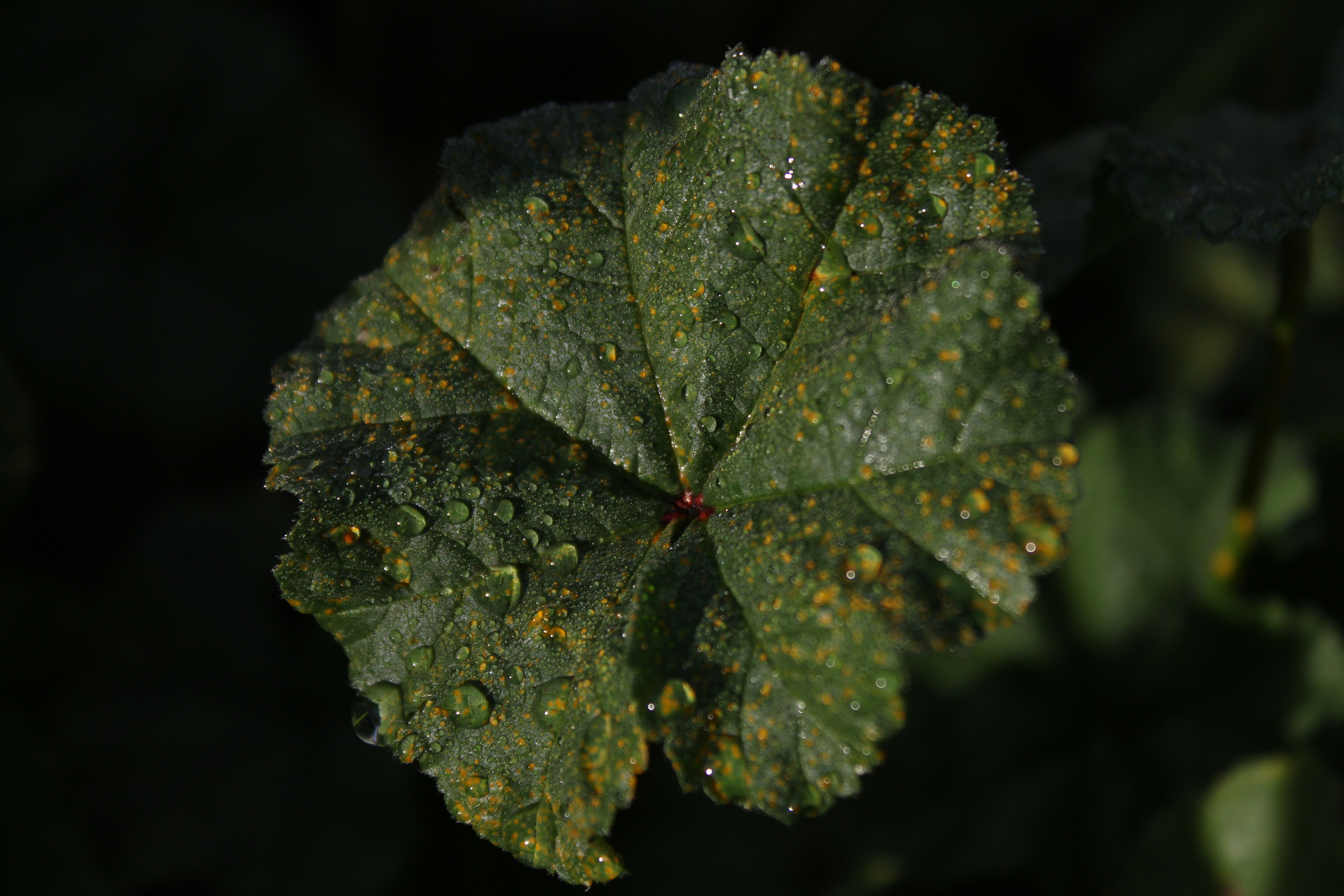 a green leaf with drops of water on it