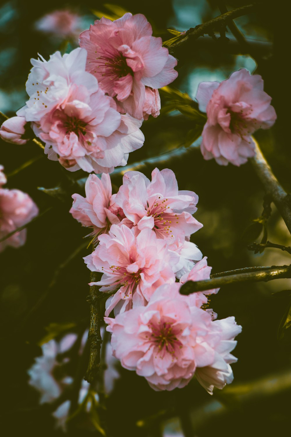 a bunch of pink flowers that are on a tree