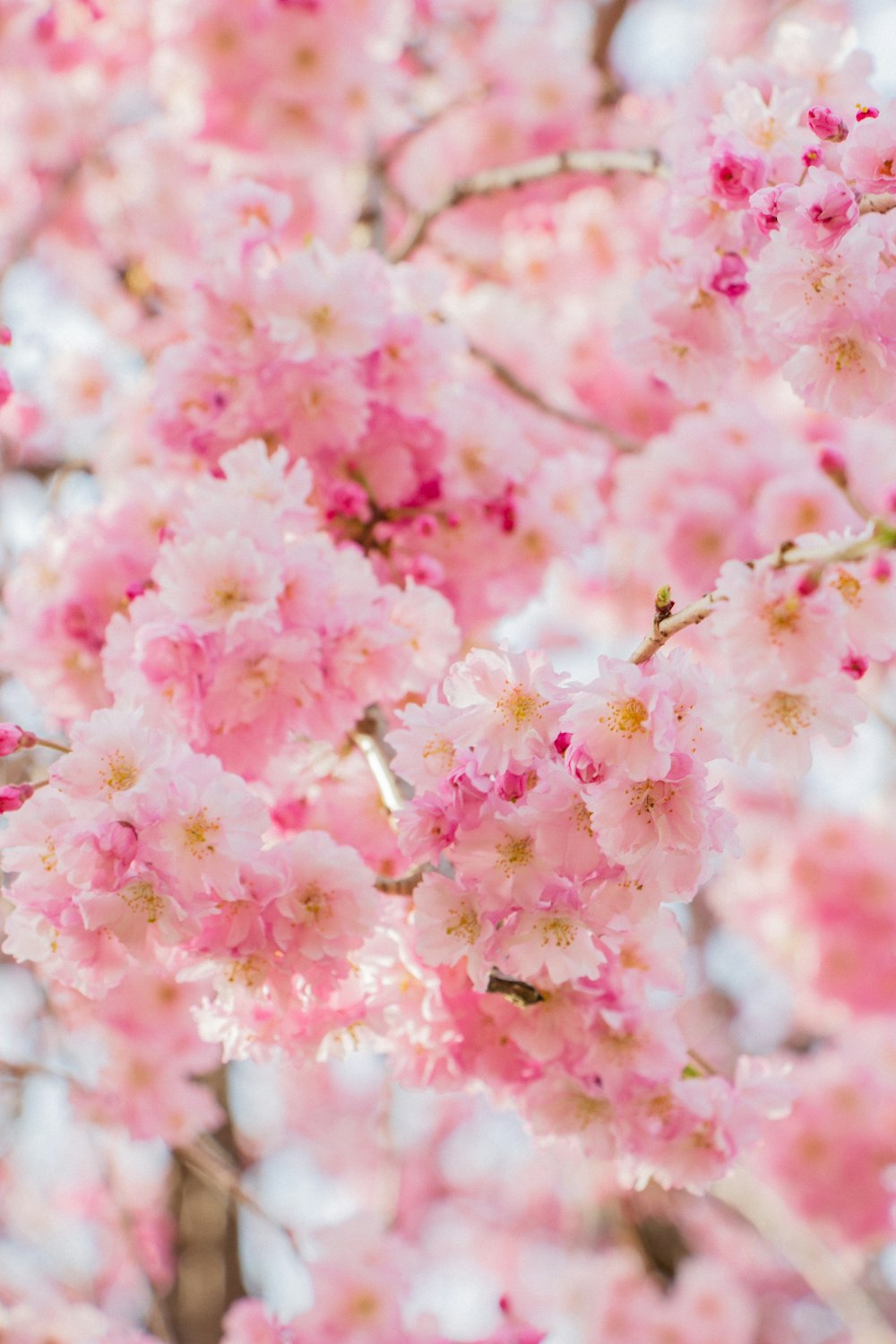 a close up of pink flowers on a tree