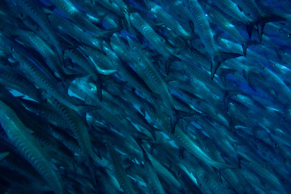 a large school of fish swimming in the ocean