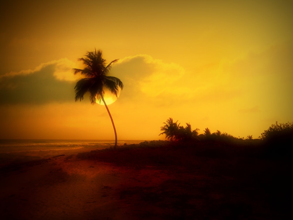 a palm tree on a beach at sunset