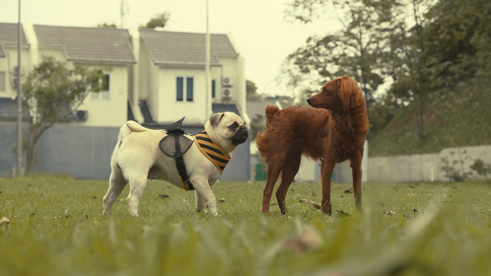 a couple of dogs that are standing in the grass