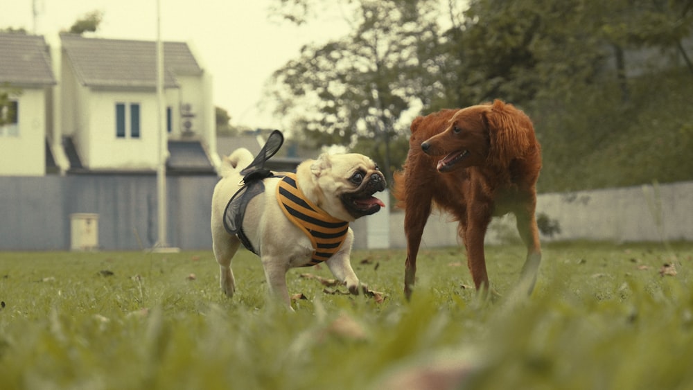 a dog wearing a vest running next to a cow