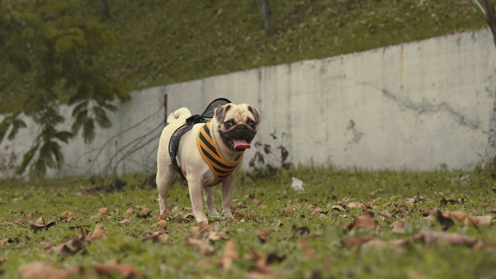 a pug dog wearing a vest in the grass