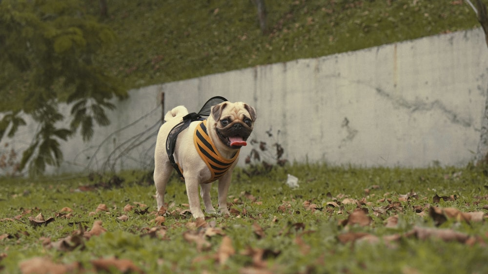 草の中でベストを着たパグ犬