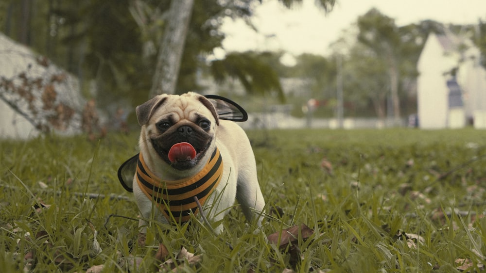 un petit chien carlin avec une balle dans la gueule