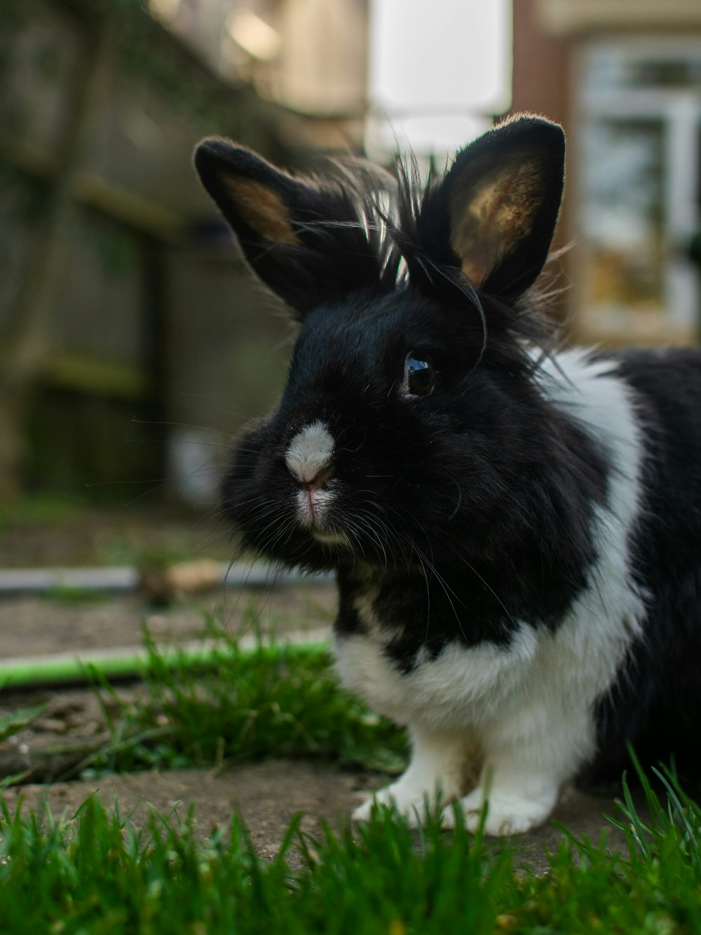 a black and white rabbit sitting in the grass