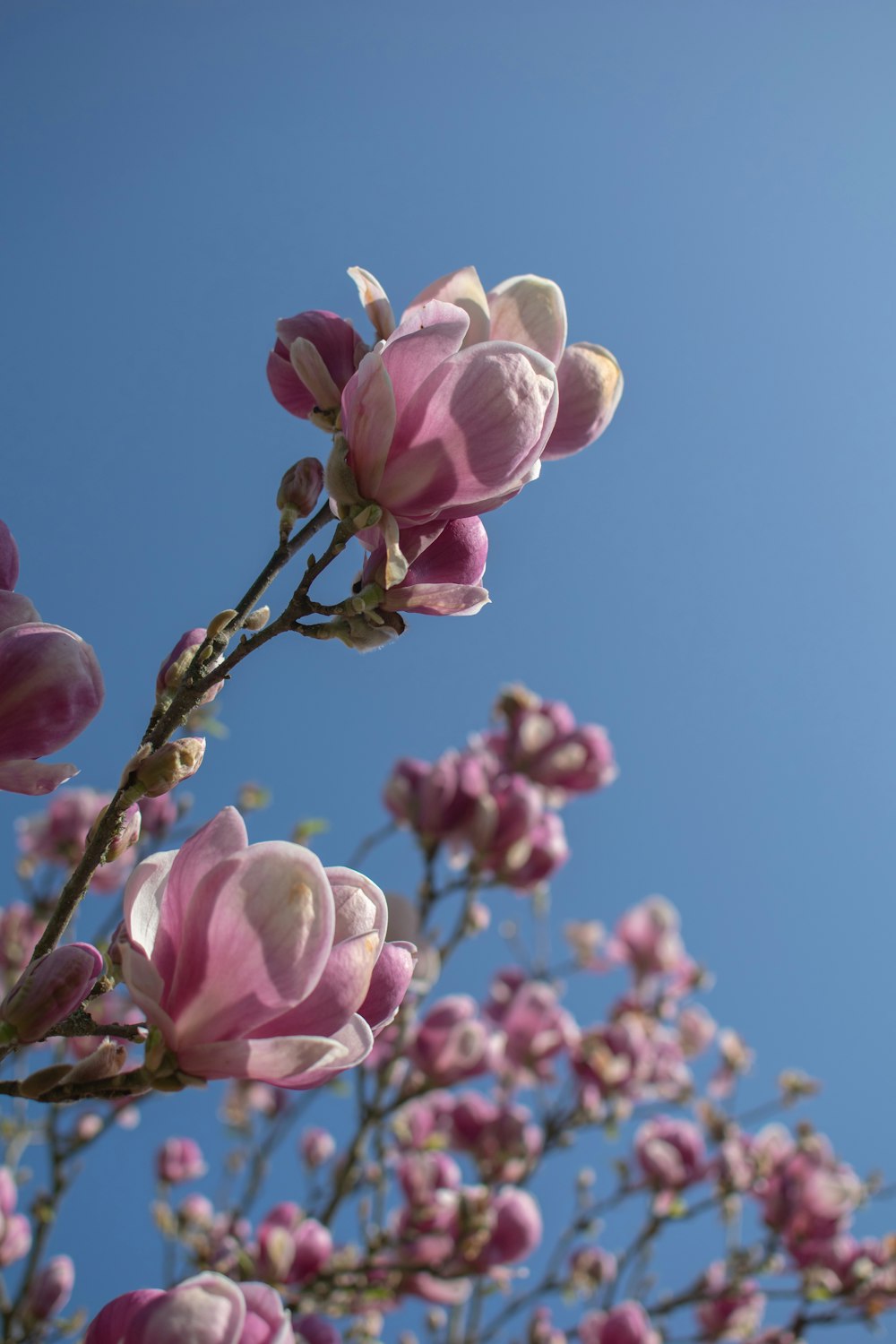 a bunch of flowers that are in the air