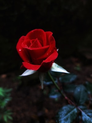 A vibrant red rose with droplets of water on its petals stands against a dark, blurred background. The rose's green stem and some leaves are visible, adding contrast to the image.