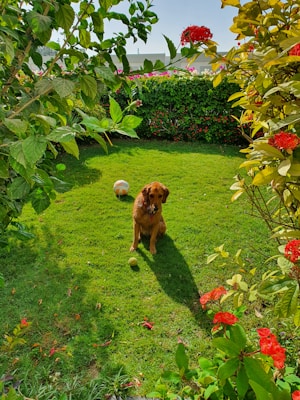A golden-brown dog sits on a well-manicured green lawn surrounded by lush, flowering bushes. The dog is looking forward, with a tennis ball in front of it and another ball behind it. Bright red flowers frame the image, creating a vibrant and lively atmosphere.