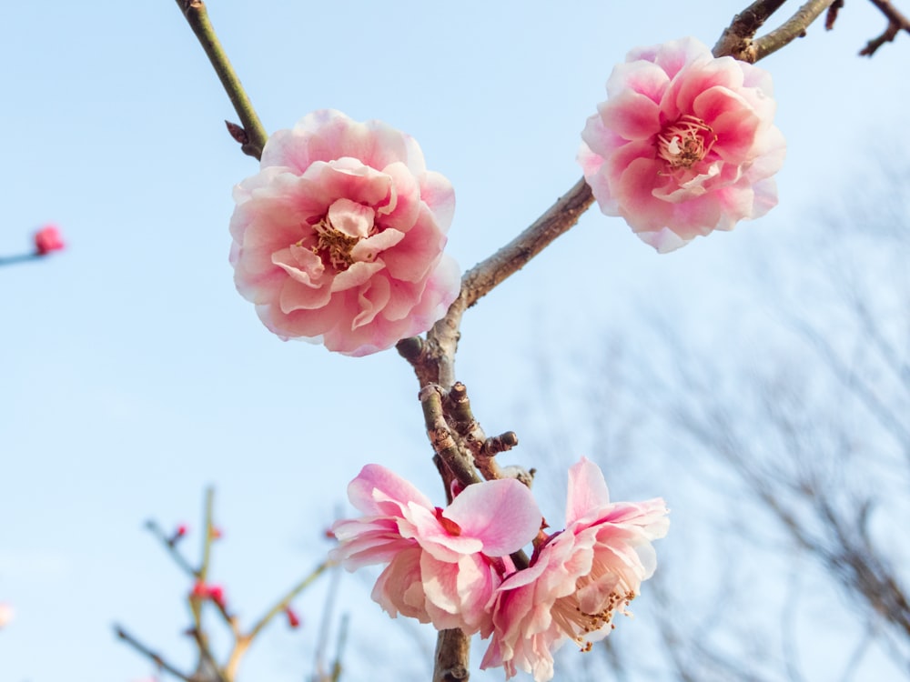 a branch of a tree with pink flowers