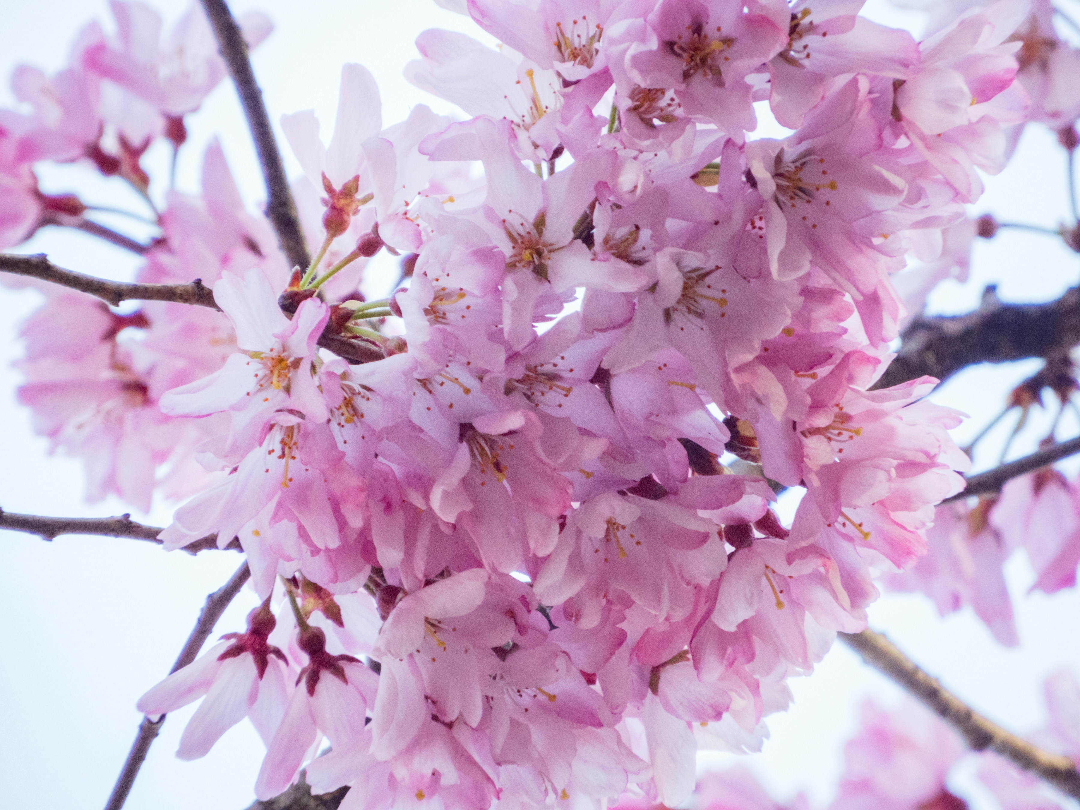 Photo by heppoko_yama