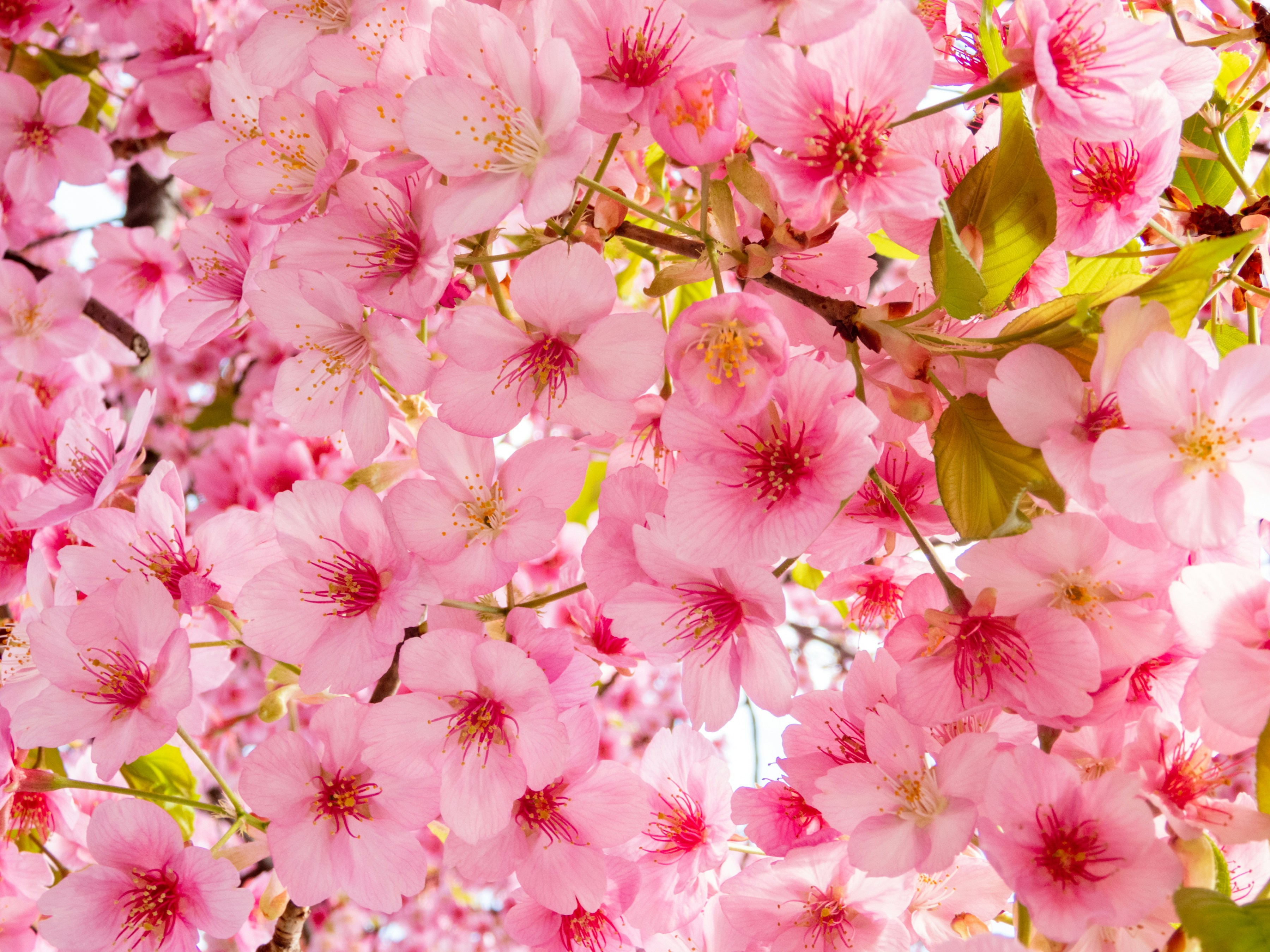 Photo by heppoko_yama