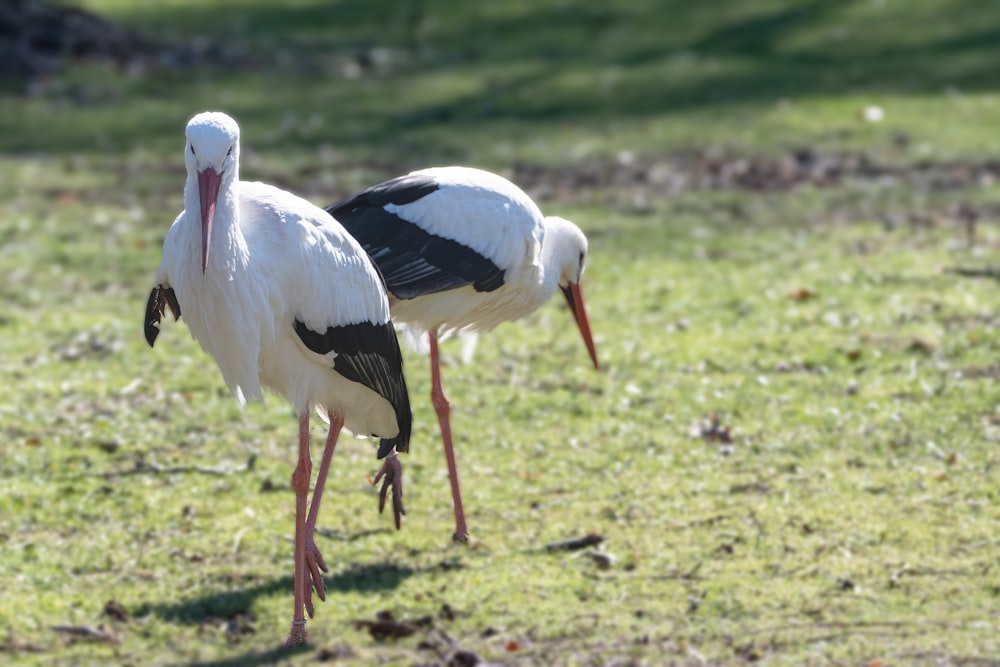 a couple of birds that are standing in the grass