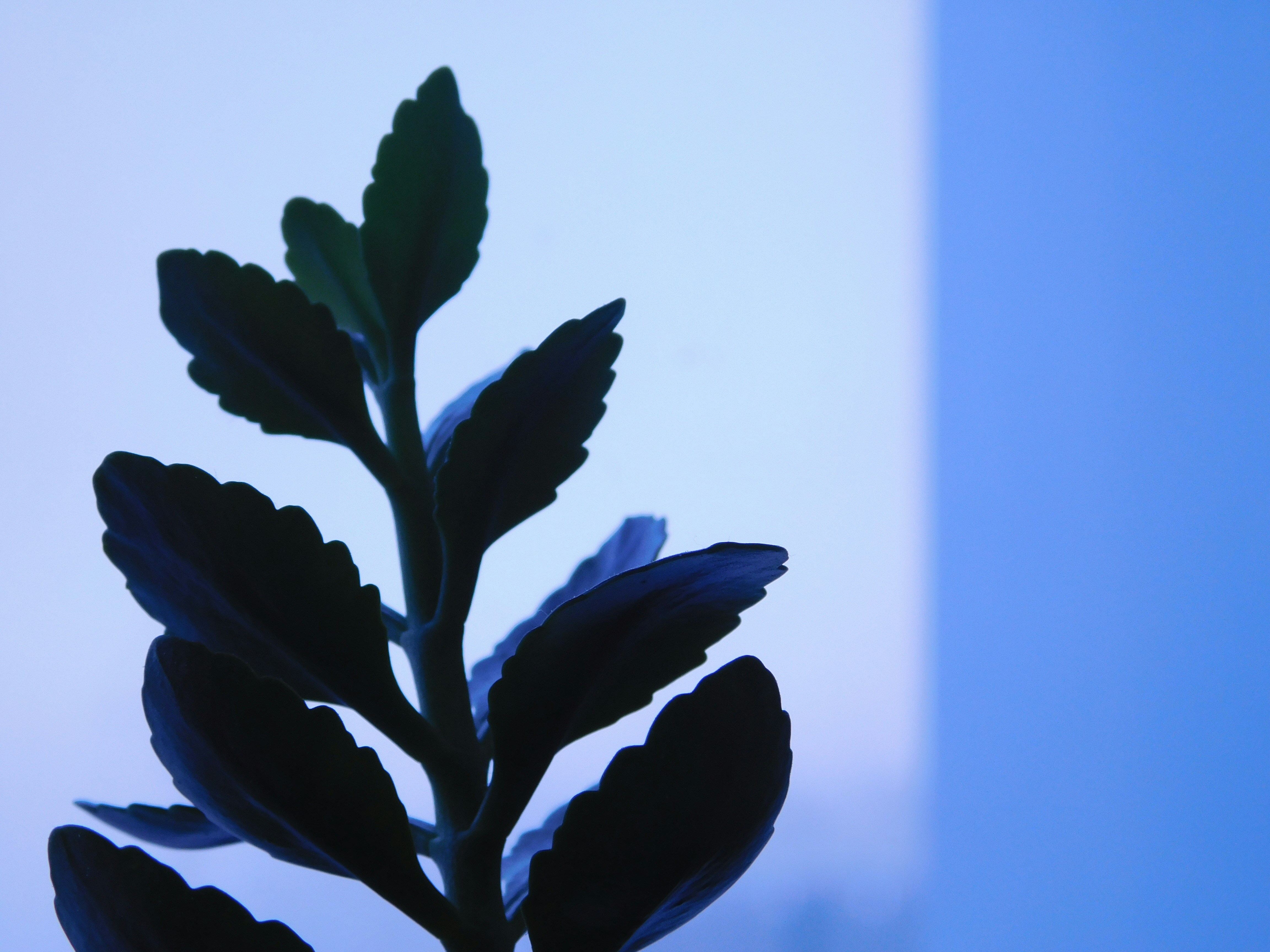 Photo by confutation