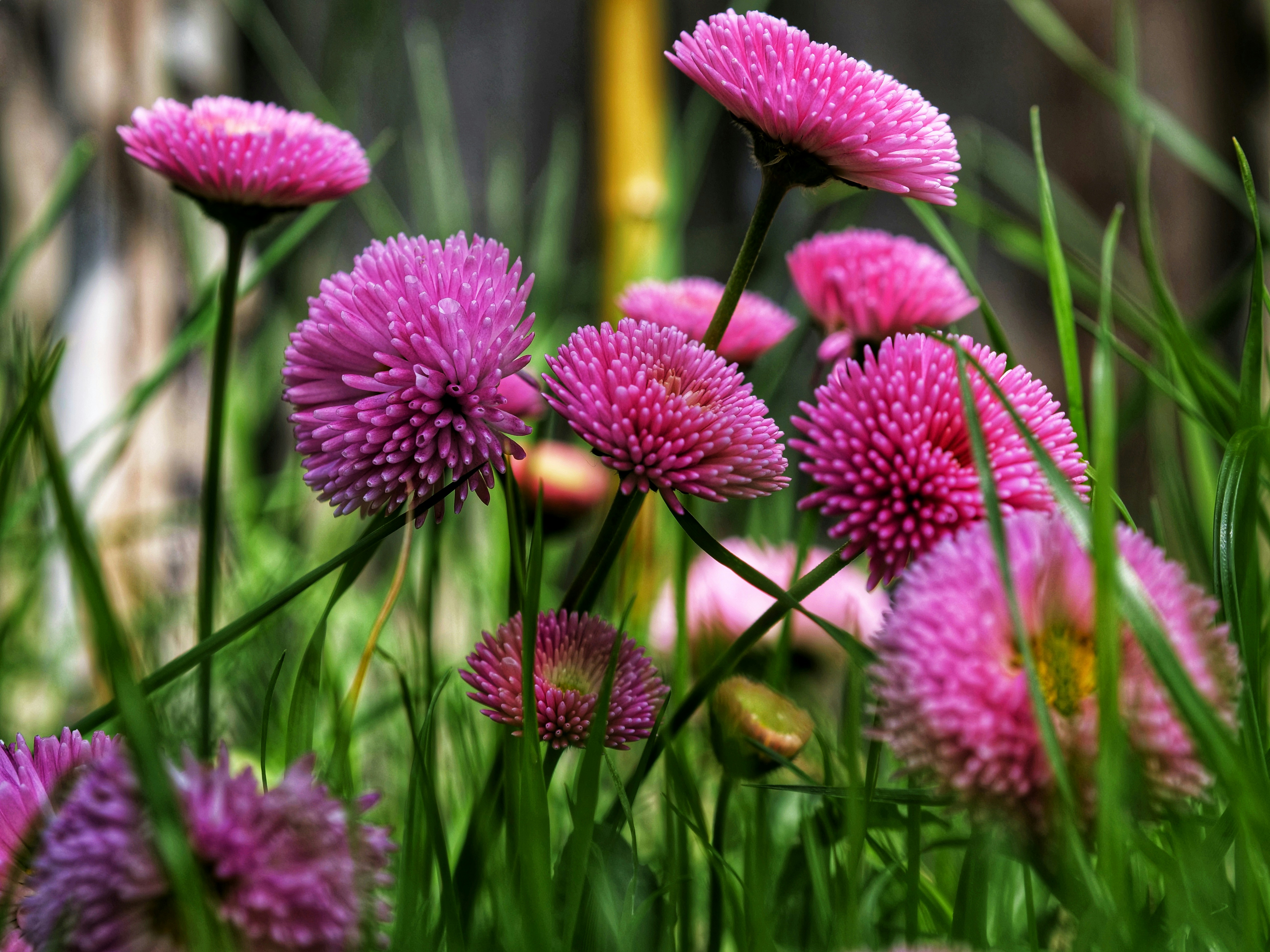 a bunch of flowers that are in the grass