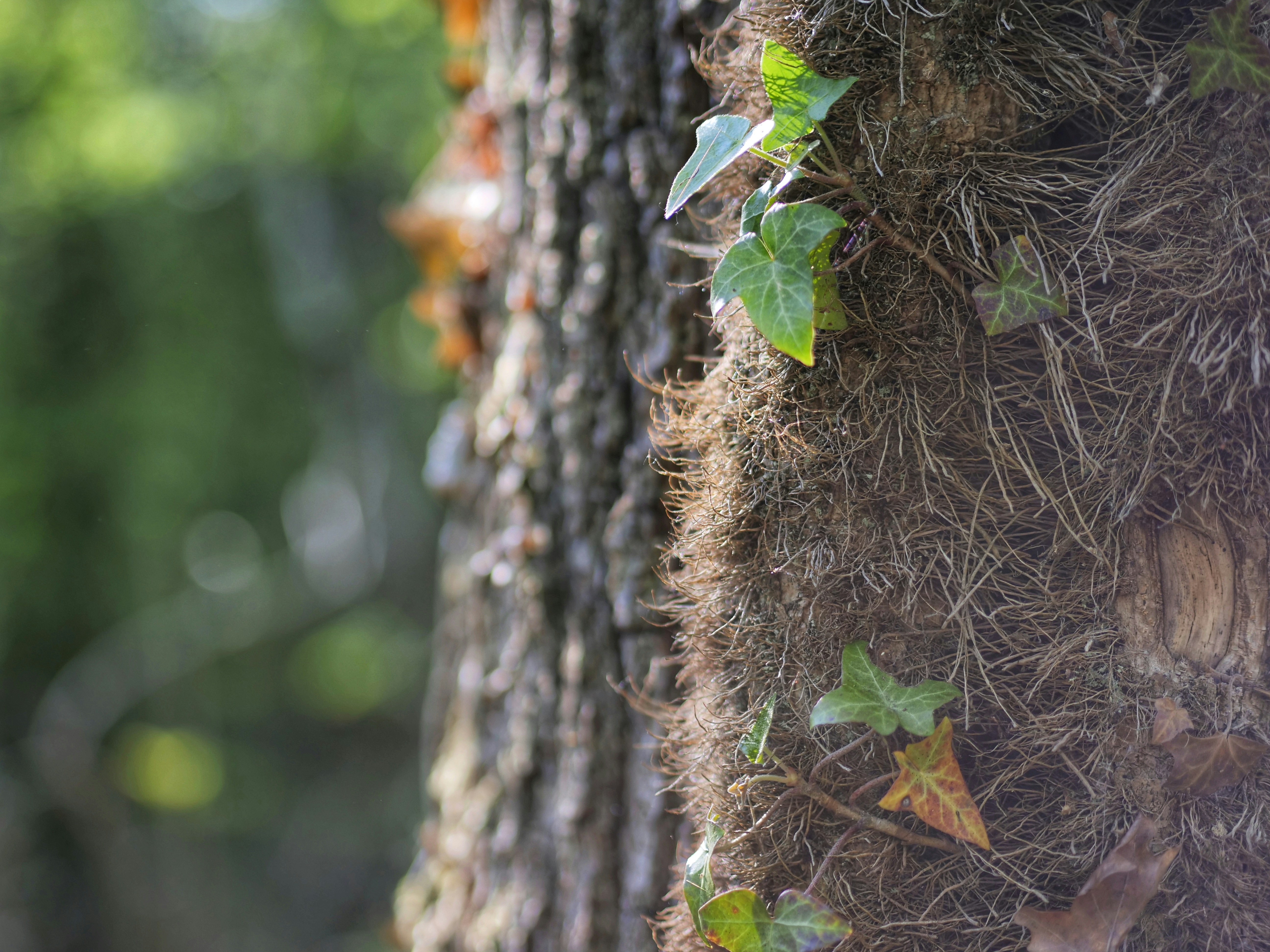 a close up of a tree with vines growing on it