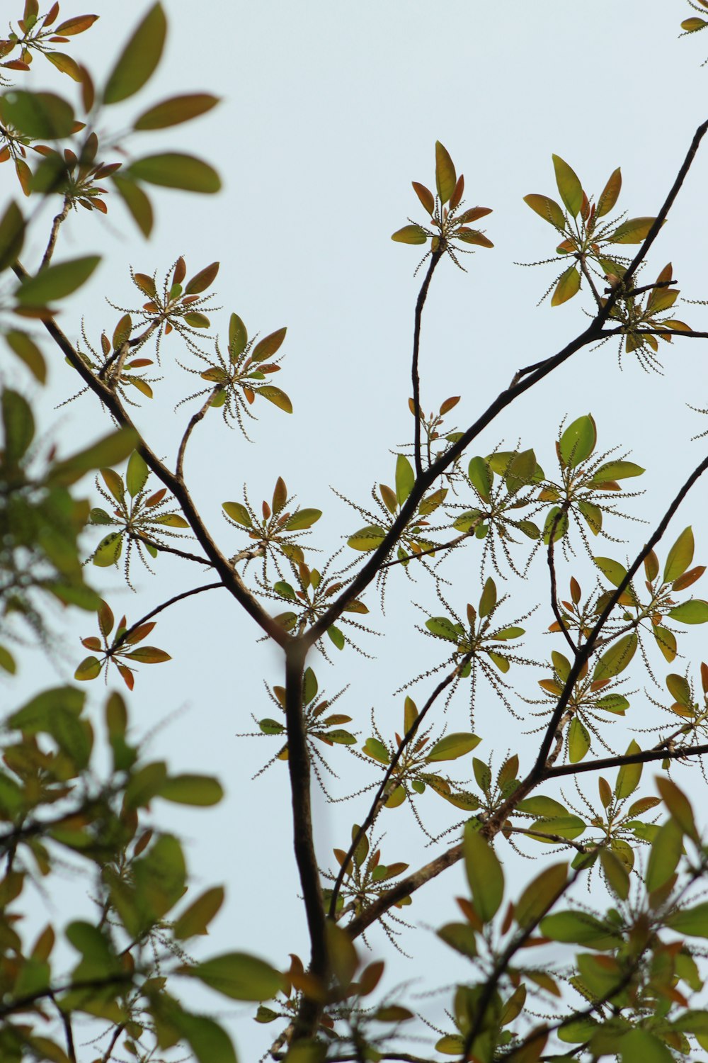 a tree branch with leaves and a bird sitting on top of it