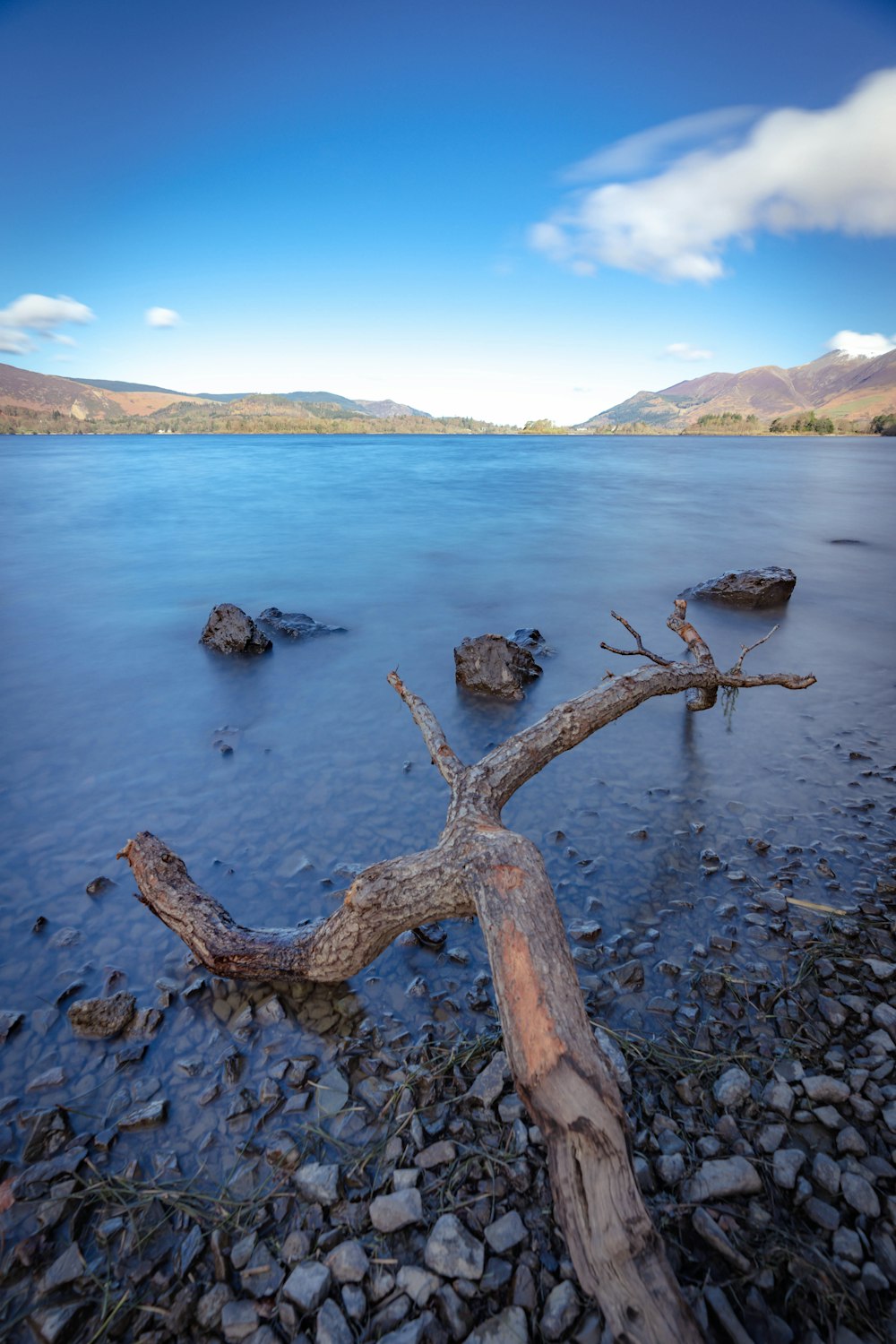 a dead tree laying on the shore of a lake