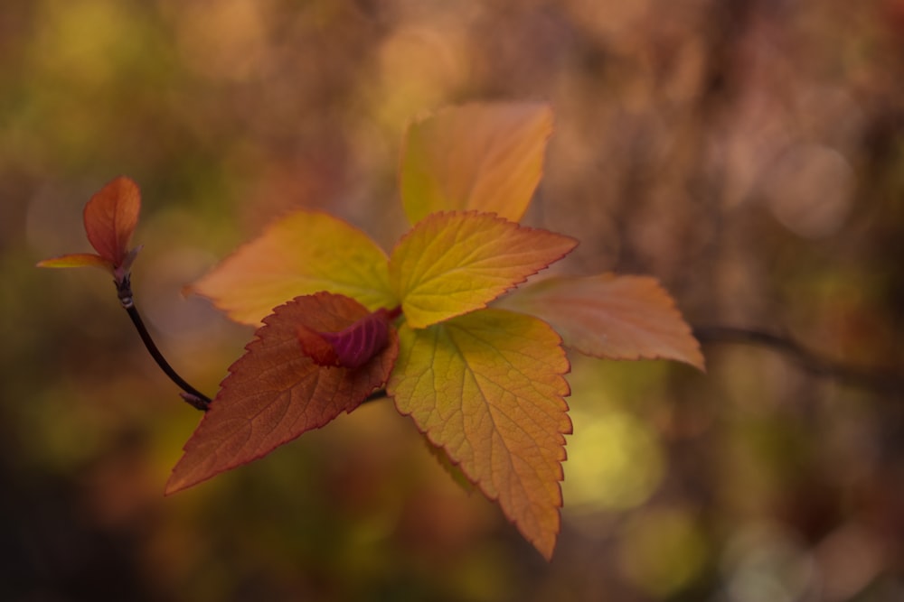 a leaf that is on a tree branch