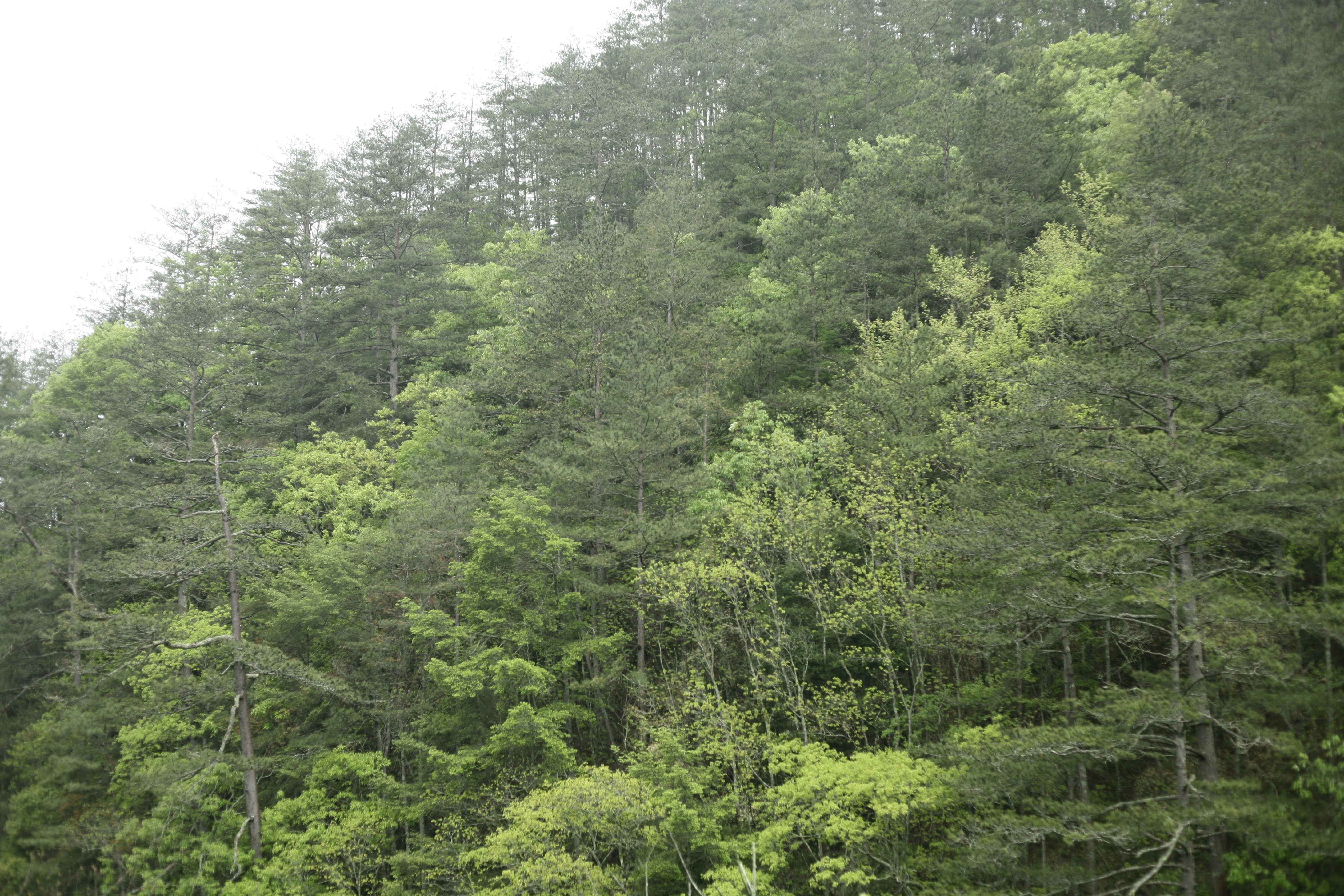a herd of cattle grazing on a lush green forest
