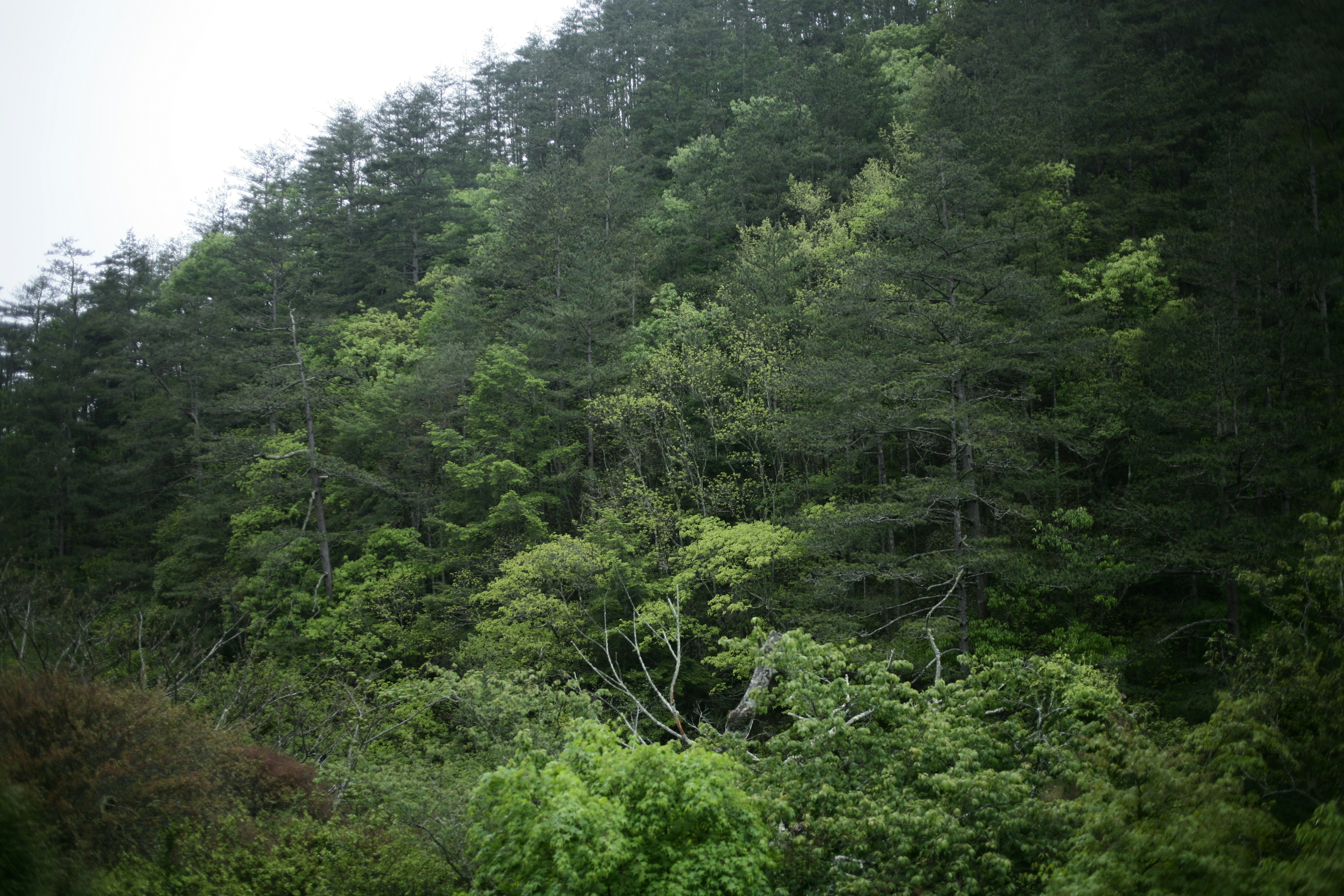 Yakushima mystical forest