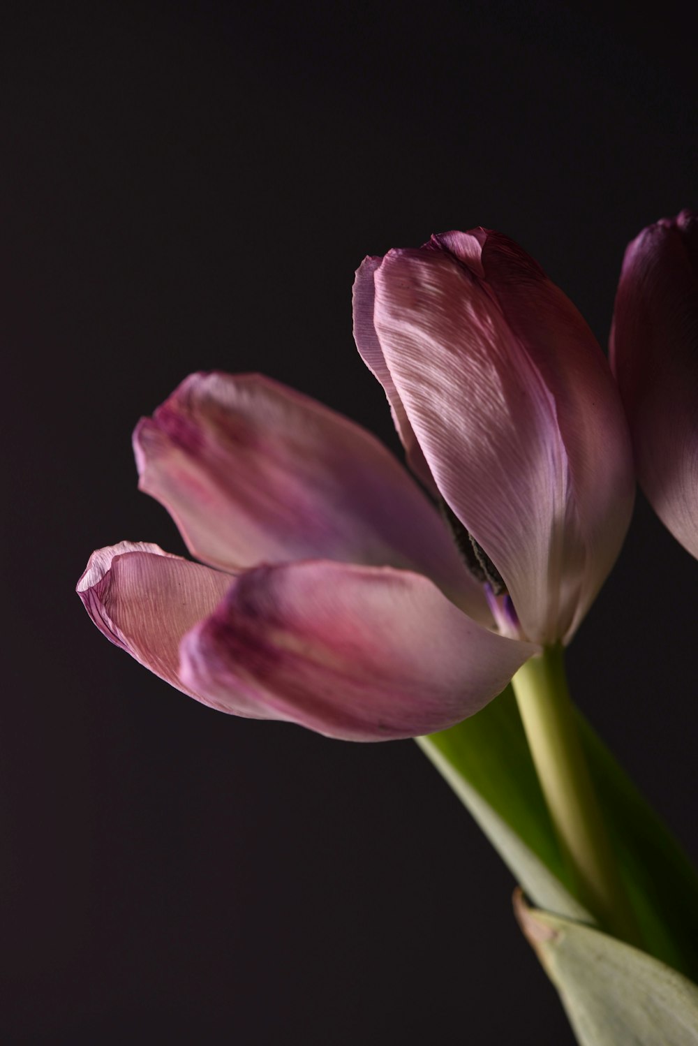 a close up of a flower with a dark background