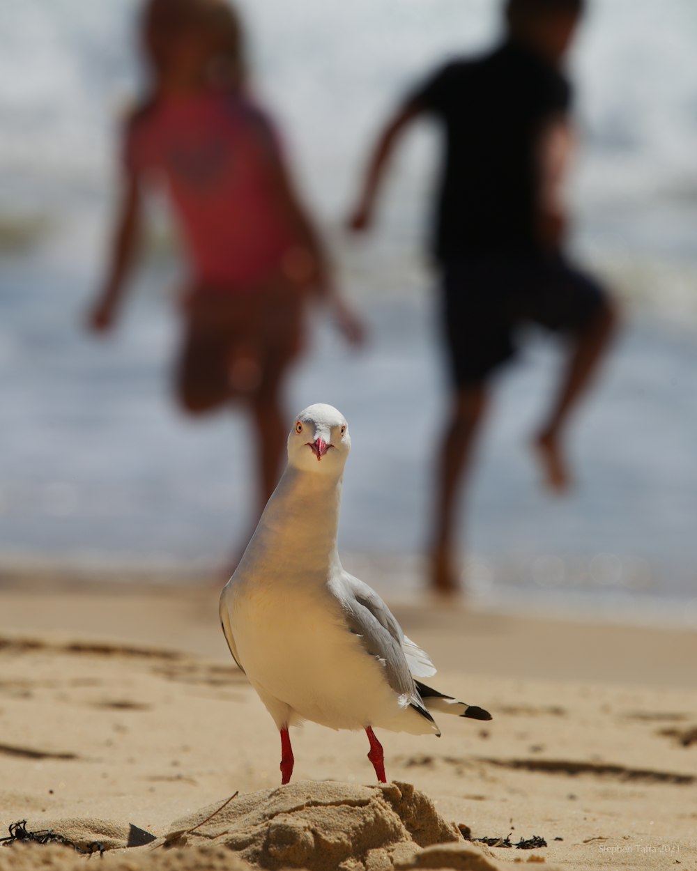 a seagull standing on a sandy beach next to the ocean