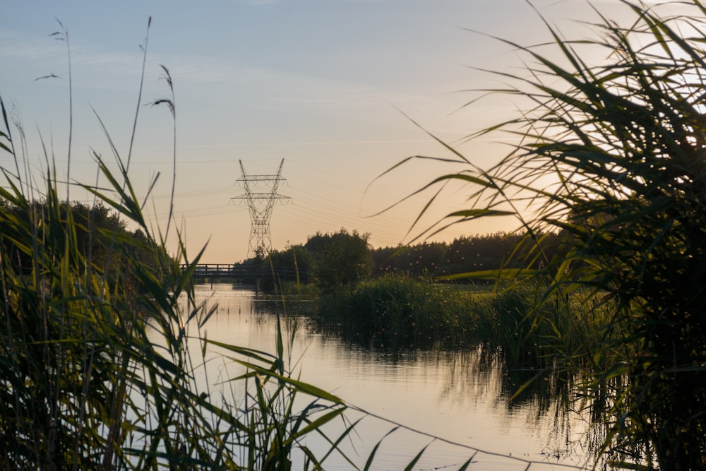 a body of water surrounded by tall grass