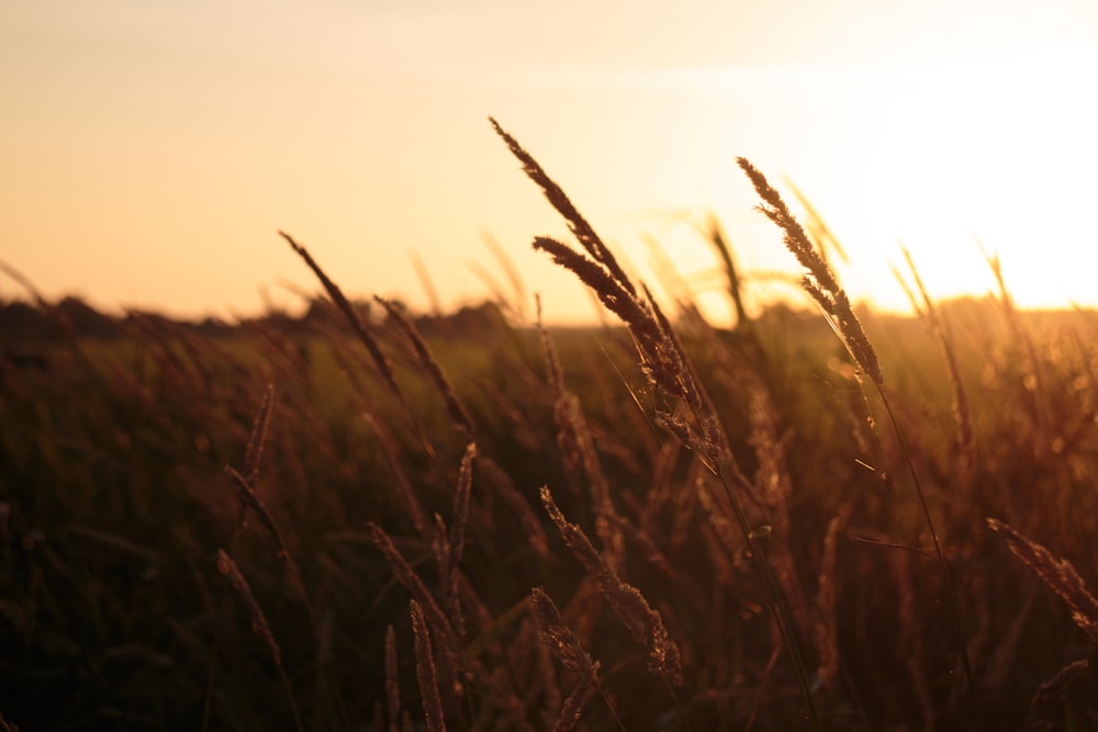 a field of tall grass with the sun setting in the background
