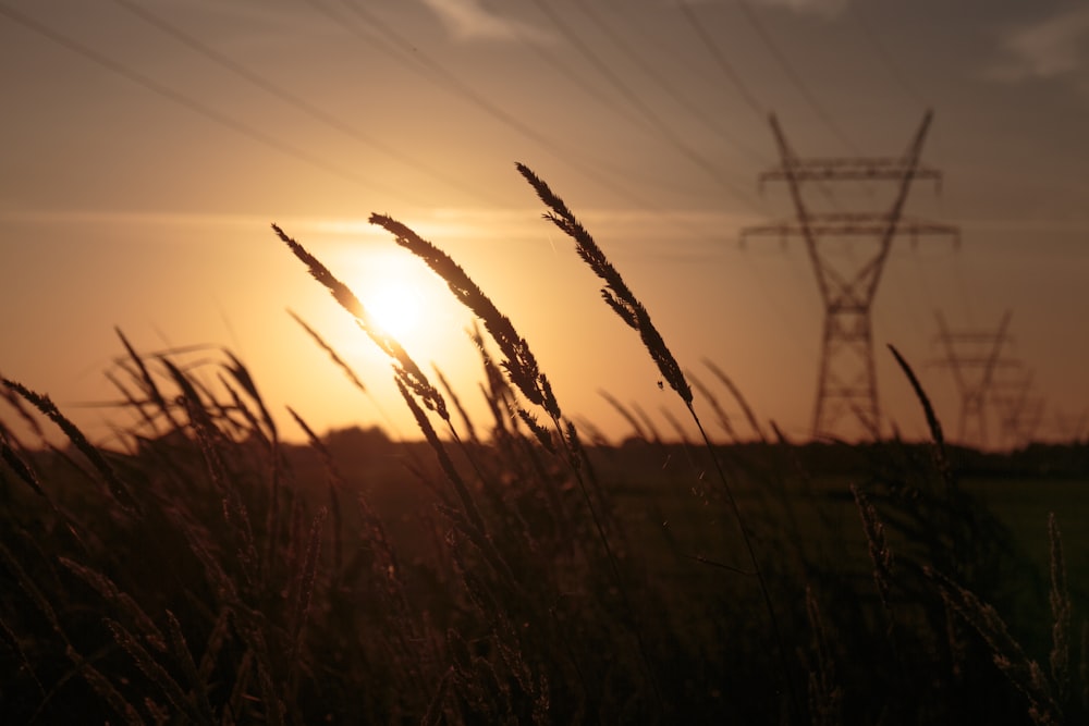 the sun is setting over a field of tall grass