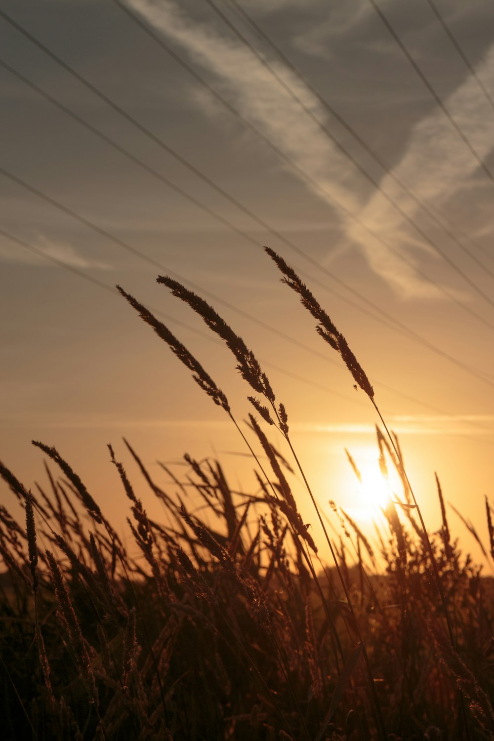 the sun is setting over a field of tall grass