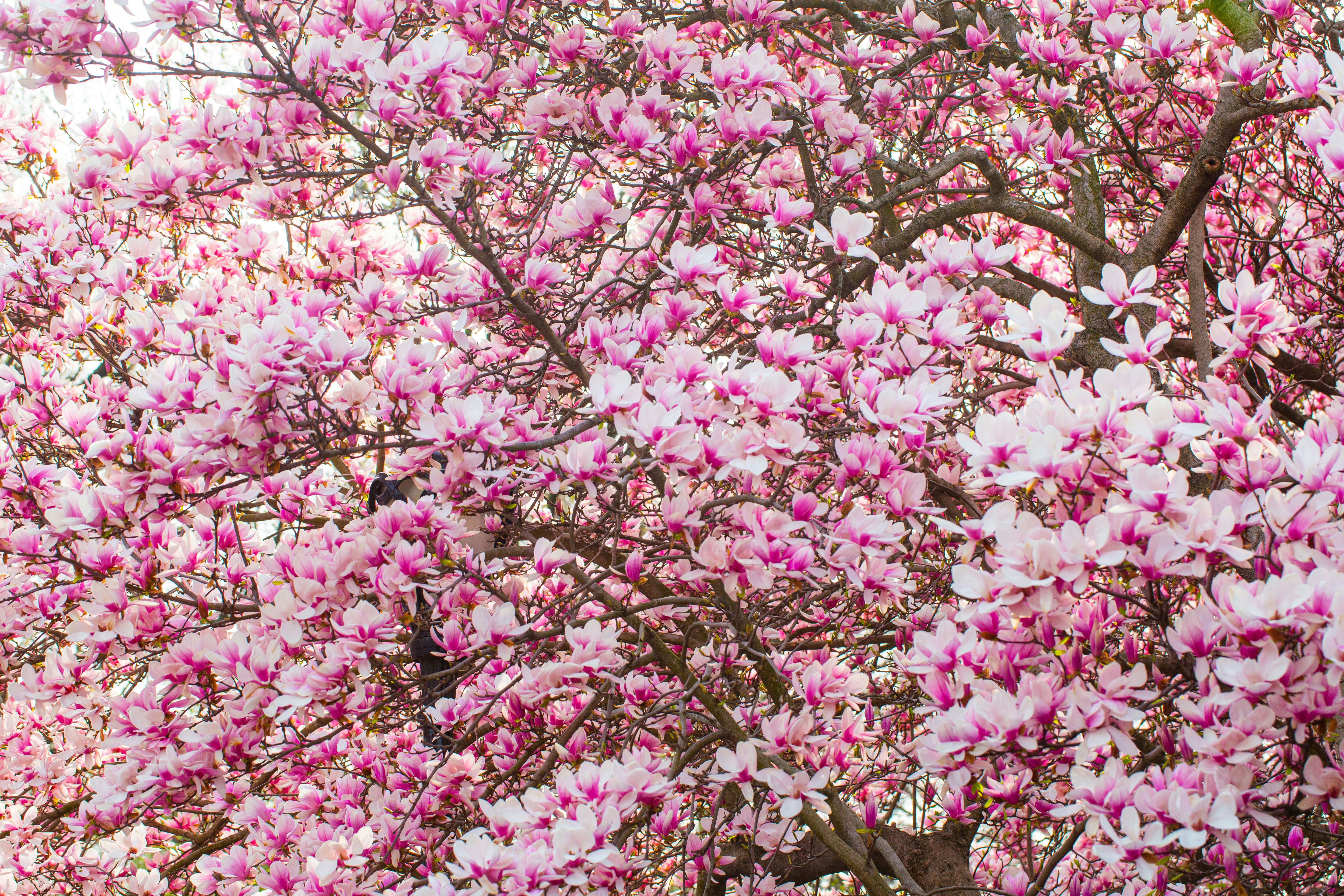 a tree with lots of pink and white flowers