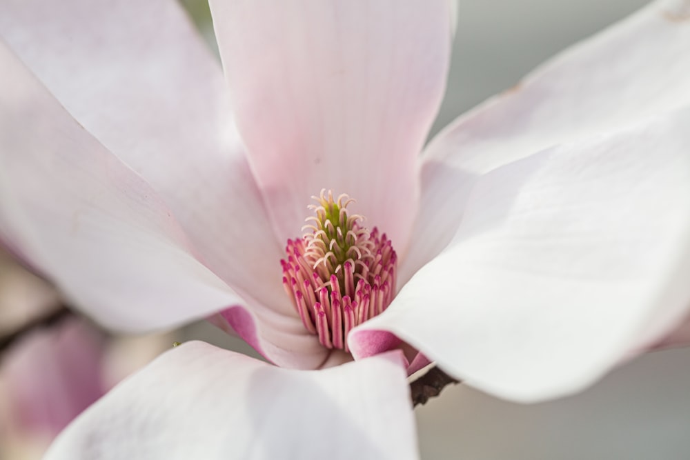 a close up of a pink flower on a tree