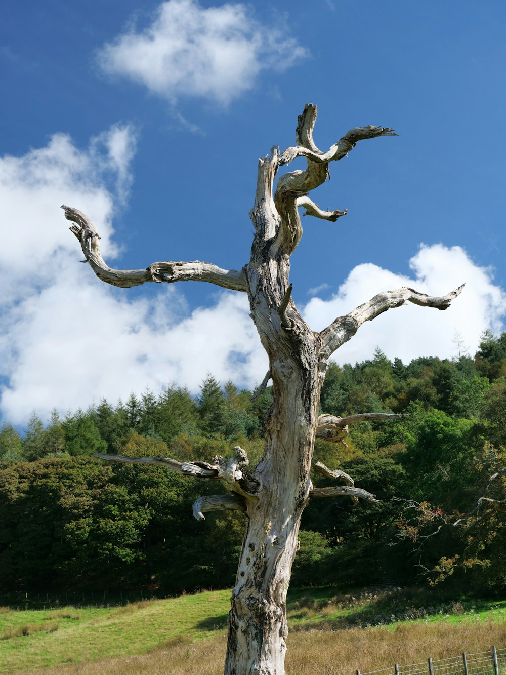 a dead tree in a field with a sky background