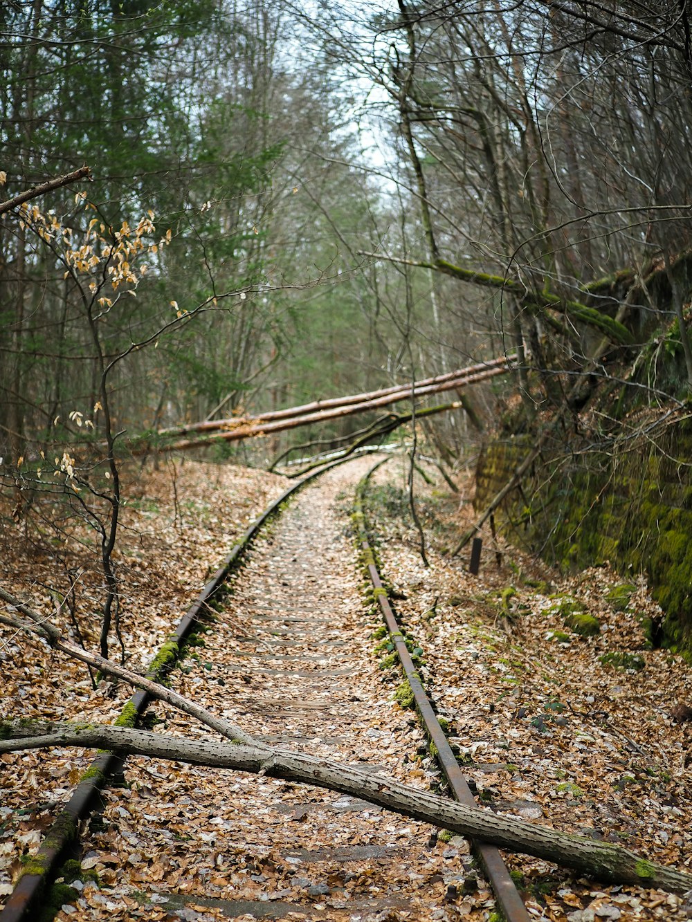 a train track in the middle of a forest