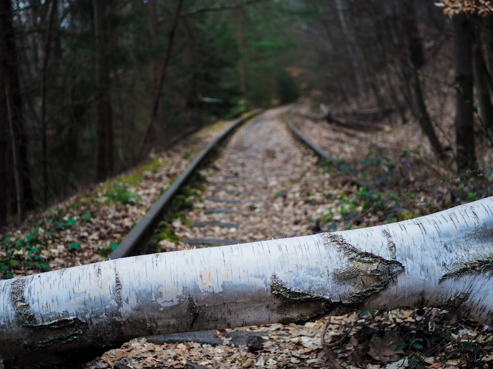 a fallen tree laying on the side of a train track