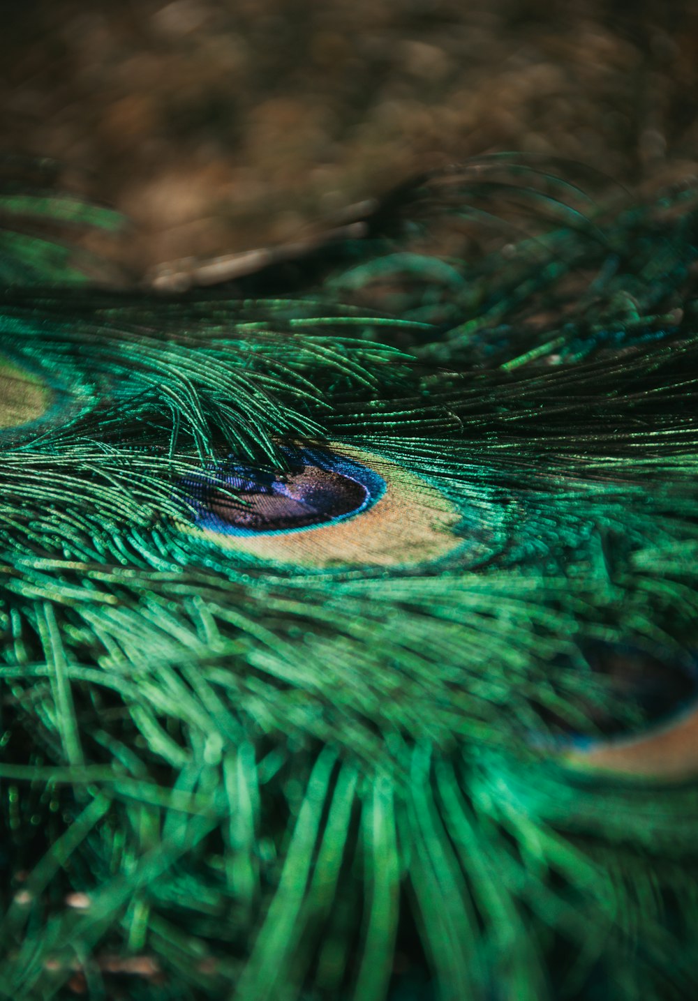 a close up of a peacock's feathers feathers