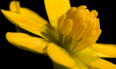 Close-up of a vibrant red and yellow product detail against a matte black background.