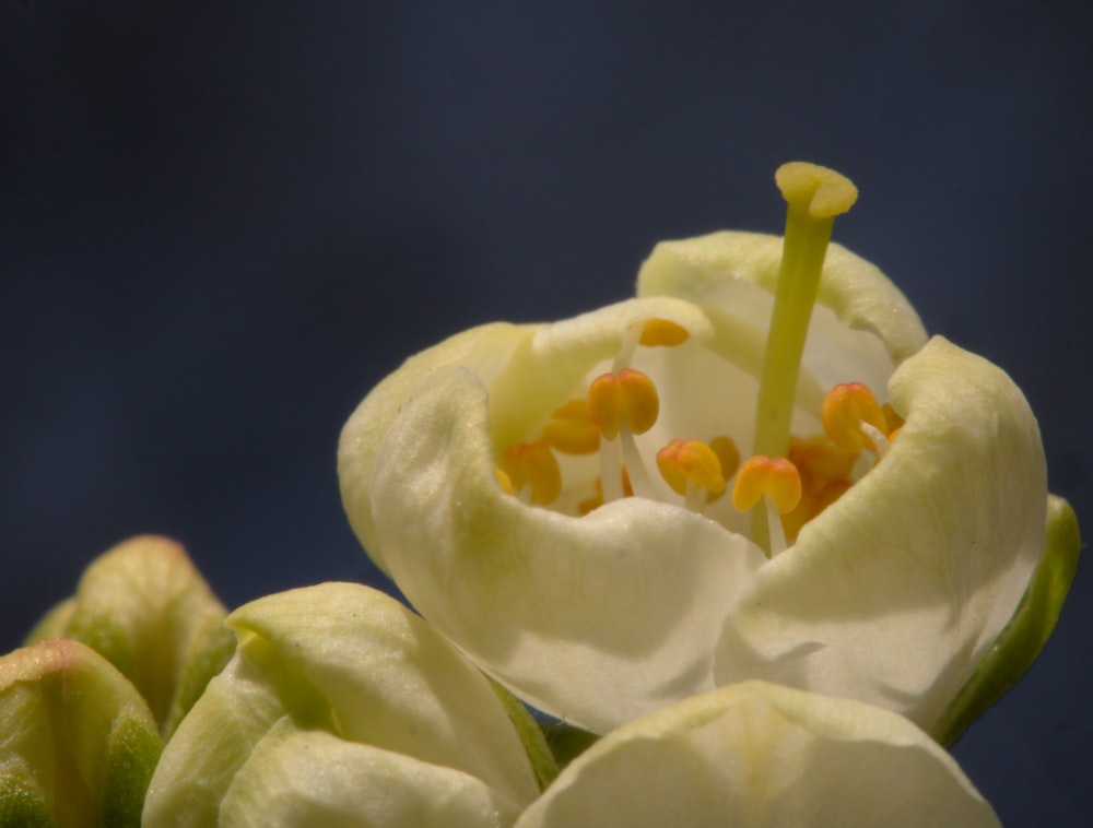 a close up of a flower with a blue background