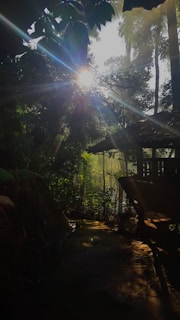 Friends hiking through tropical trails in Phuket, sunlight filtering through the dense jungle canopy.