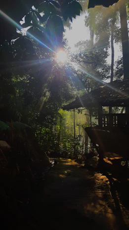 Sunlight filtering through lush tropical trees over a peaceful eco-friendly cabin in Choiseul, St Lucia.