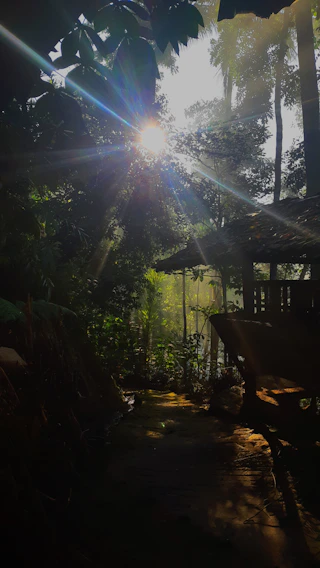 Sunlight filtering through lush tropical trees over a serene jungle path at Lombok Wellness Village.